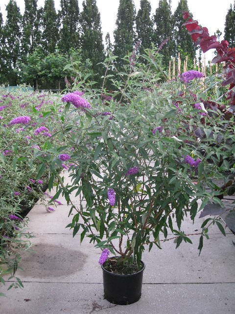 Buddleja davidii i.S.